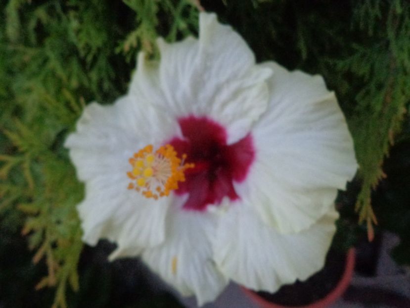  - A-HIBISCUS 2018