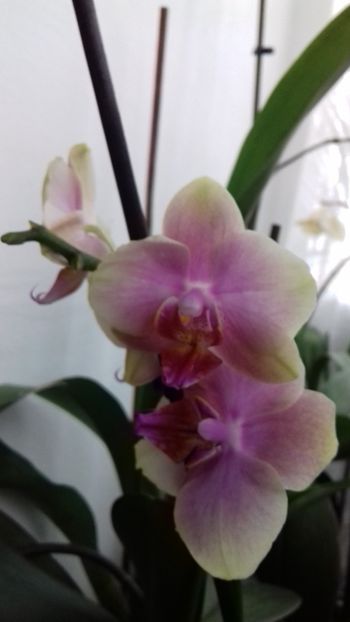  - 003-1 ORHIDEE