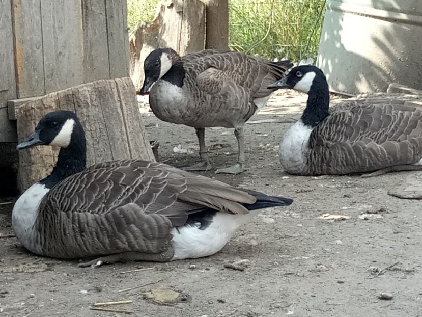 Canadiene mari - Gâște 2018 și 2019