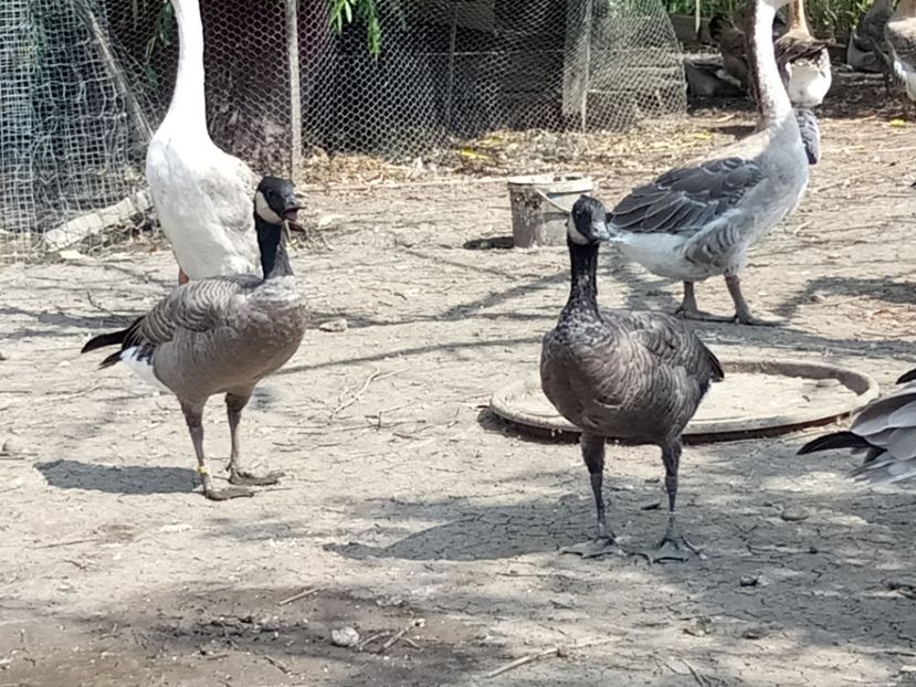 Pereche canadiene pitice - Gâște 2018 și 2019