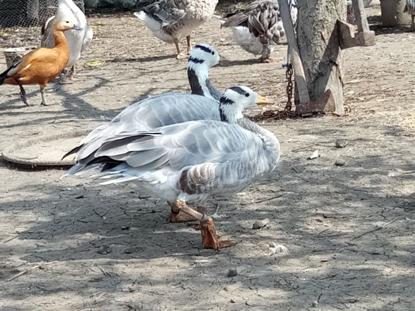 Indiene - Gâște 2018 și 2019