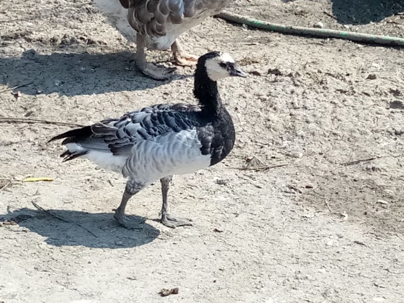 Călugăriță - Gâște 2018 și 2019