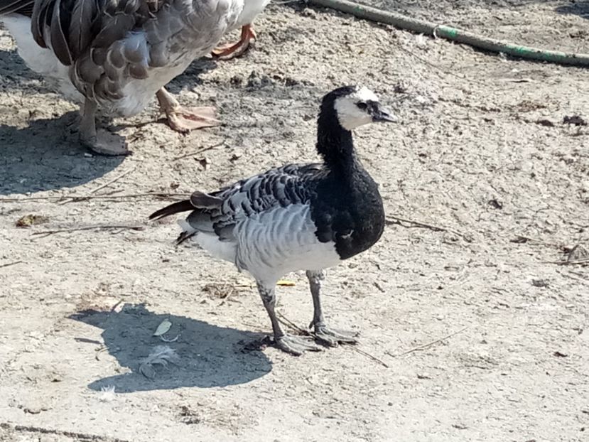 Tineret 2018 - Gâște 2018 și 2019