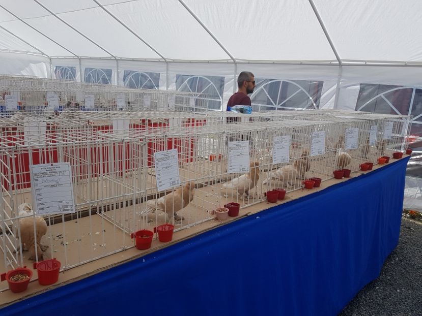  - Expoziția tineret Gherla 2018