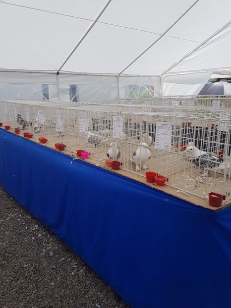  - Expoziția tineret Gherla 2018