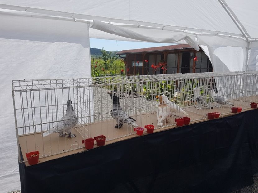  - Expoziția tineret Gherla 2018