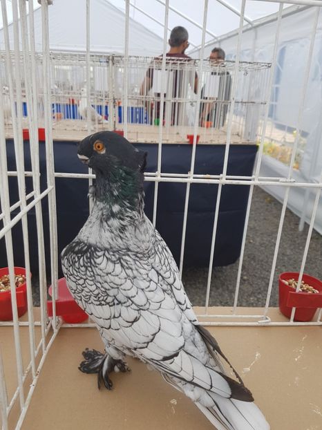  - Expoziția tineret Gherla 2018