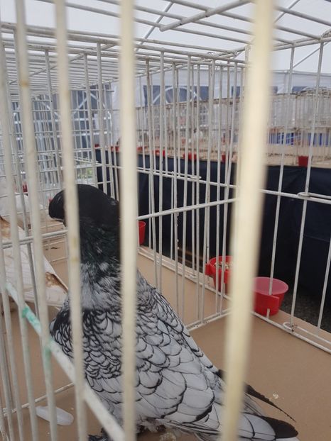  - Expoziția tineret Gherla 2018