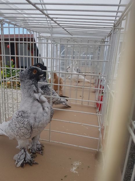  - Expoziția tineret Gherla 2018