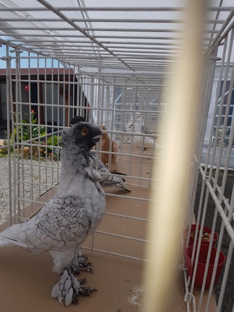  - Expoziția tineret Gherla 2018