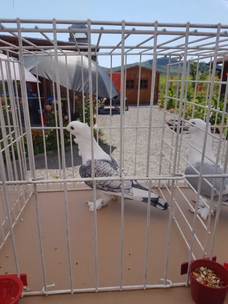  - Expoziția tineret Gherla 2018