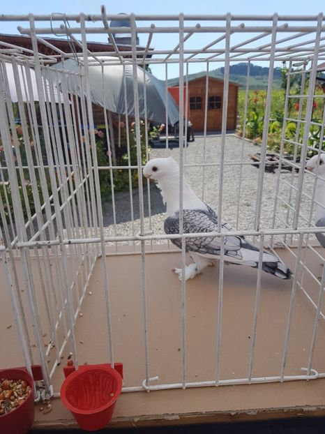  - Expoziția tineret Gherla 2018