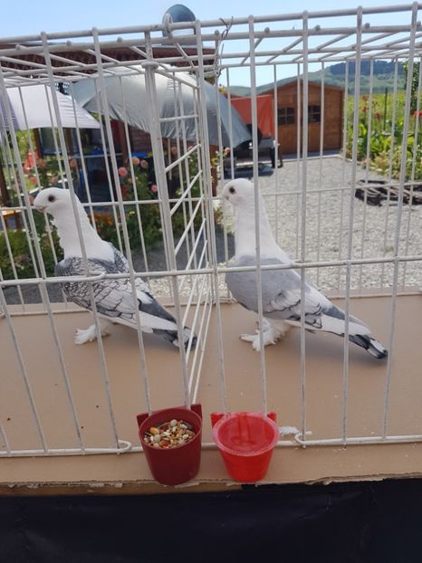  - Expoziția tineret Gherla 2018