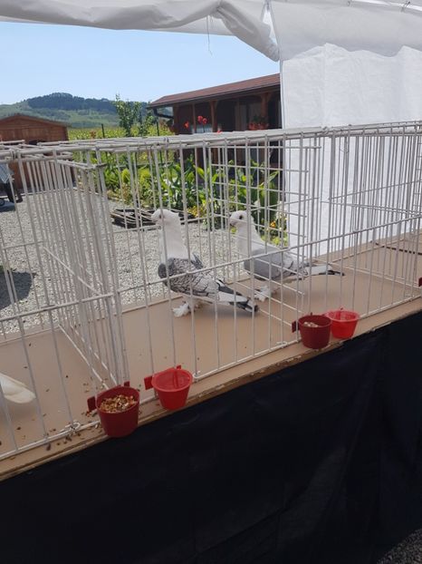  - Expoziția tineret Gherla 2018