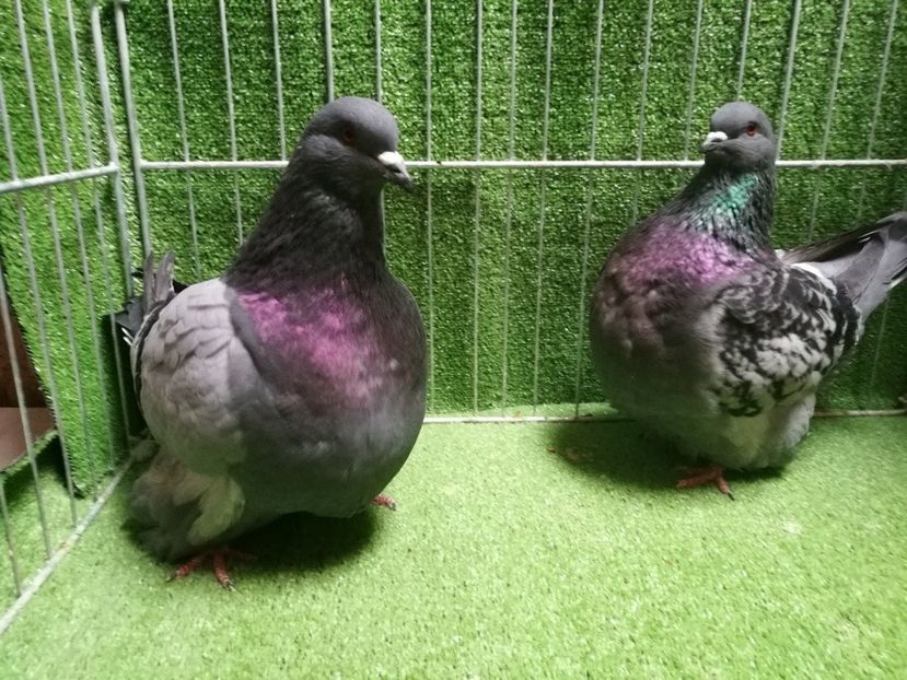 pereche mondaini - mondaini