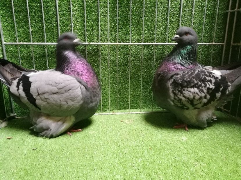 pereche mondaini - mondaini