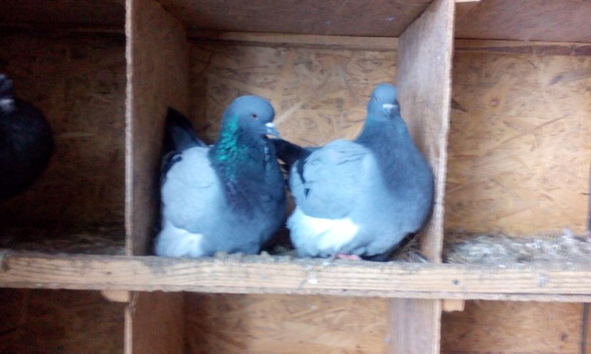 pereche mondaini vanduti - mondaini