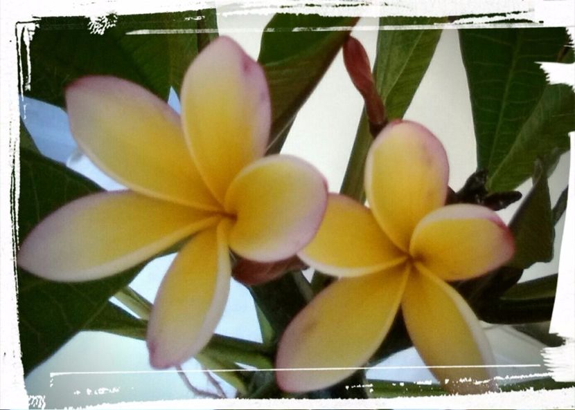 Înflorită după 6 ani - Plumeria