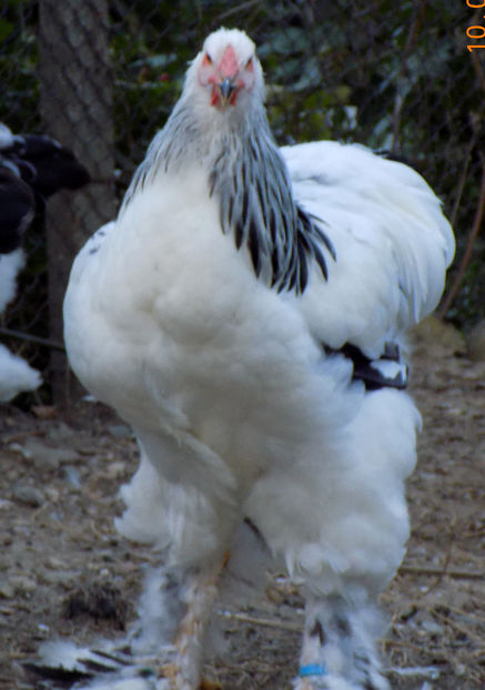  - VIITOR SPERANTE PTR 2019