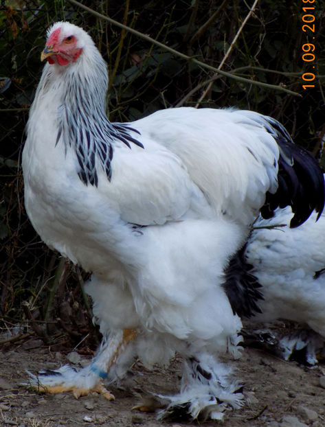  - VIITOR SPERANTE PTR 2019