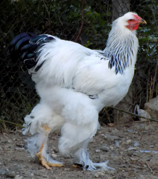  - VIITOR SPERANTE PTR 2019