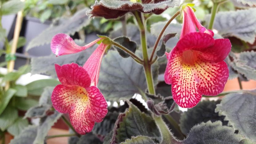 NS - 09 Achimenes 2018