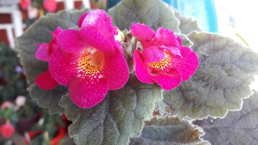 MMs Janli - 09 Achimenes 2018