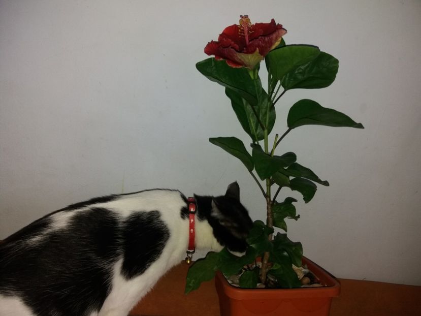  - Duracel septembrie 2018