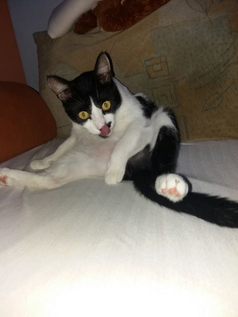  - Duracel septembrie 2018