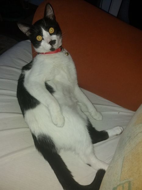  - Duracel septembrie 2018