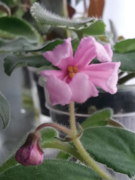 8 sept - ZZ Bol s Evening Irja