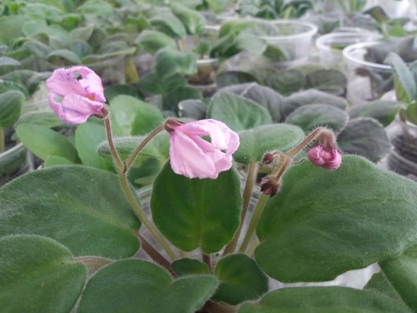 10 sept - ZZ Bol s Evening Irja