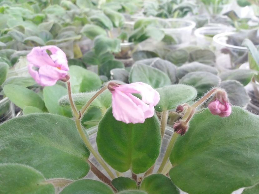 10 sept - ZZ Bol s Evening Irja