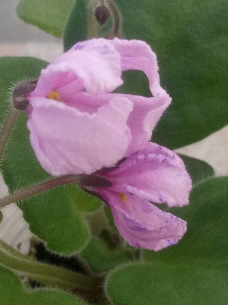 10 sept - ZZ Bol s Evening Irja