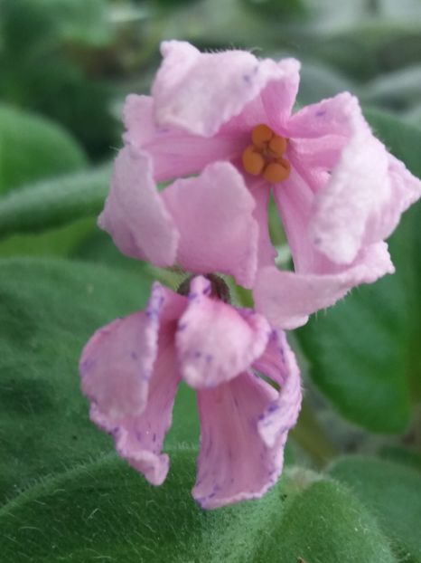 10 sept - ZZ Bol s Evening Irja