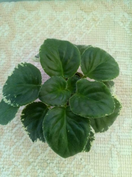 10 sept - ZZ Ma s Spanish Eyes