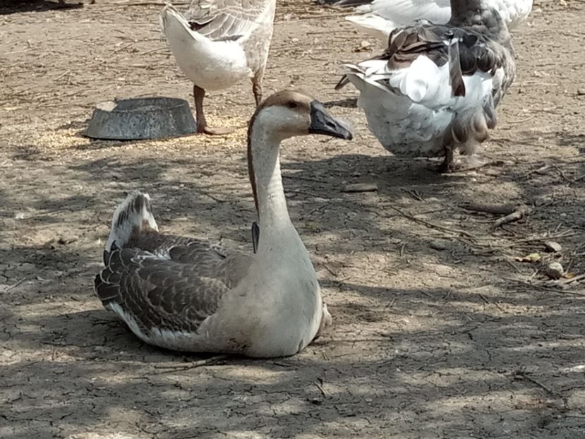 Gascan tânăr din ultima serie - B2 - Gaste Africane si Chinezesti