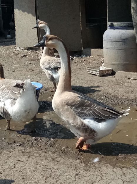 Altă gâscă din 2017 - B2 - Gaste Africane si Chinezesti