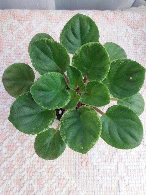 10 sept - Mac s Walkabout Uluru