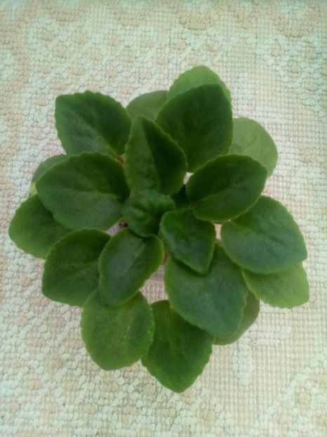 10 sept - ZZ Ness Cranberry Lace