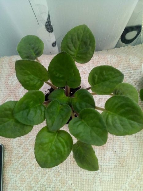 10 sept - ZZ Ethel s Wild Side