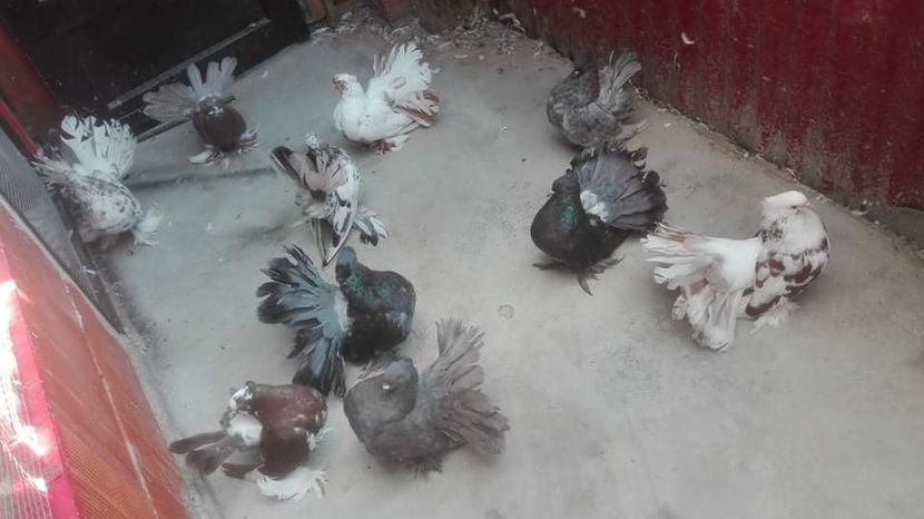 MG.LOFT - 3 VOLTATI INDIENI