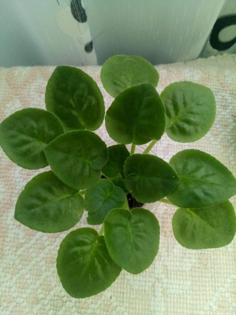 10 sept - ZZ RS Amulet sport