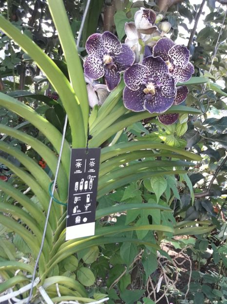  - Orhidee