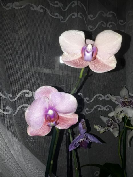  - Orhidee
