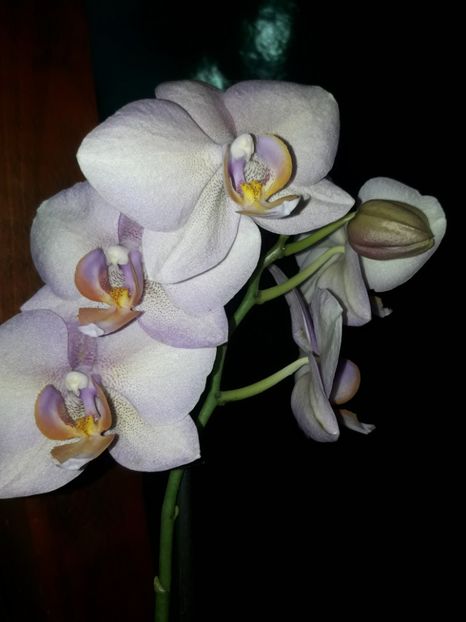  - Orhidee