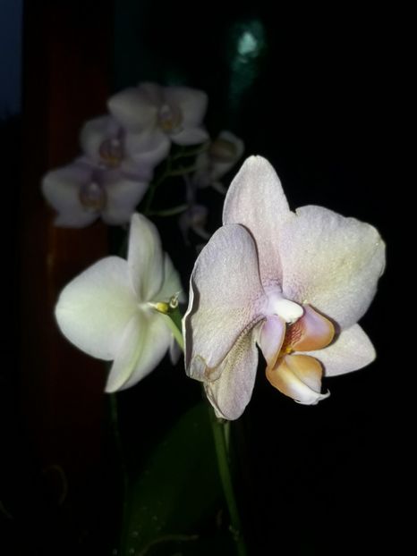  - Orhidee