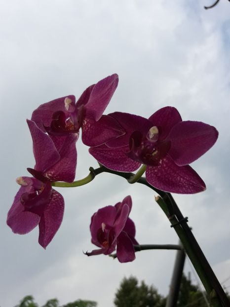  - Orhidee
