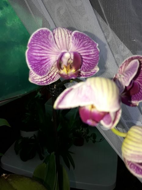  - Orhidee