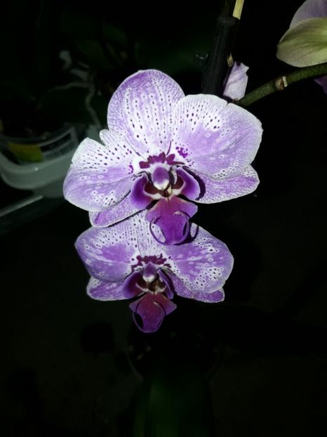  - Orhidee